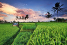 Sunrise rice fields in Ubud, Bali, Indonesia.