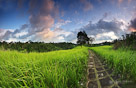 A path meanders through tall blades of grass. Bali, Indonesia.