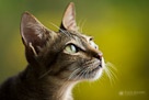 Closeup headshot of resident cat in Bali, Indonesia.