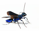 A Blue Mud Wasp poses for a shot before lifing off.