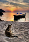 A Thai dog enjoys the view from Sunset Beach, Koh Lipe, Thailand.