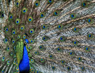 A male peacock shows off.