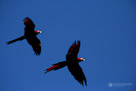 Two Scarlet Macaws take flight.