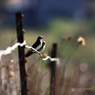 Two swallows sit on a fence in the mid afternoon sun. San Diego, California.