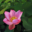 A lotus flower opens in a bali pond.