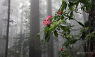 Mist fills the Lady Bird Johnson Grove. Redwood National Park, California.