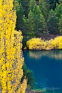 Fall colors, pine trees and a clear blue lake, New Zealand.
