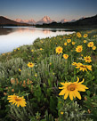 Sunflowers appear to be waking up at the Oxbow Bend, Grand Teton National Park, Wyoming.