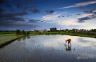 A resident rice farmer plants a row of seedlings. Bali, Indonesia.