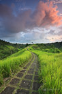 A path meanders through tall blades of grass. Bali, Indonesia.