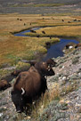Grazing buffalo wander a Yellowstone prairie. Yellowstone National Park, Wyoming.