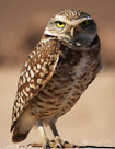 A burrowing owl draws a line in the dirt and marks his ground. Salton Sea, California.