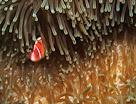 A clown fish takes cover under the protection on an anemone. Bali, Indonesia.