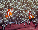 Two Clown Fish dance around an anemone, Bali, Indonesia.