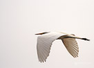 A Great Egret takes flight through the early morning fog. San Diego, California.