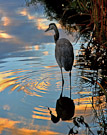 A Great Blue Heron fishes by sunset. San Diego, California