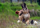 A Mother Hen keeps a close eye on her chicks