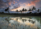 Sunset, rice fields and palms. Bali, Indonesia.
