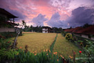 Sunrise at Nick's Pension, Ubud, Bali.