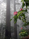Mist fills the Lady Bird Johnson Grove. Redwood National Park, California.