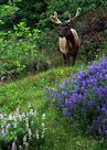 A bull Roosevelt Elk eating near the pacific coast, Humboldt County, California.