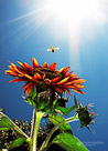 A bee makes a landing on a sunflower