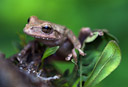 Panama Cross Banded Tree Frog posing for a closeup