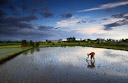 A resident rice farmer plants a row of seedlings. Bali, Indonesia.